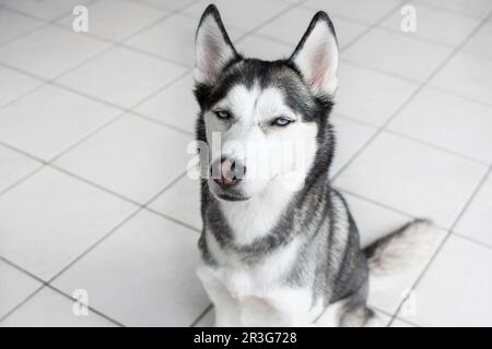 Funny face expression of a dog. Siberian Husky portrait Stock Photo