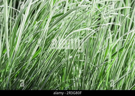 Background from decorative green and white grass. Arrhenatherum elatius bulbosum variegatum Stock Photo