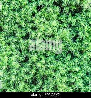 Background from shoots Canadian spruce Conica in spring. Decorative coniferous evergreen tree Stock Photo