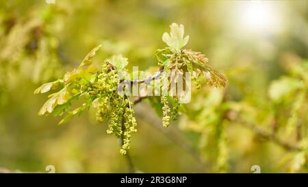 Young leaves and inflorescence of a pedunculate oak, Quercus robur in a park backlit in sunshine Stock Photo