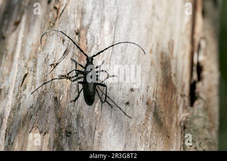 Capricorn beetle Cerambyx scopolii on a tree trunk in a forest in Germany Stock Photo