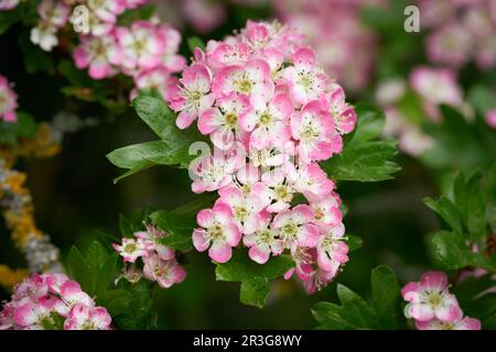 Pink flowering single seeded hawthorn, Crataegus monogyna during flowering in spring in a park Stock Photo