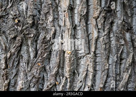 Background from a rough and old tree bark Stock Photo