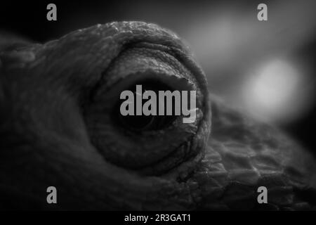 A close up of a lizard against blurred background Stock Photo