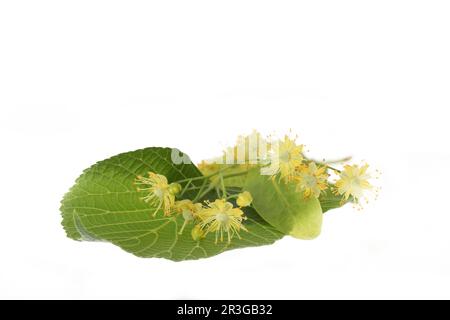 Lime blossoms with leafs isolated on white Stock Photo
