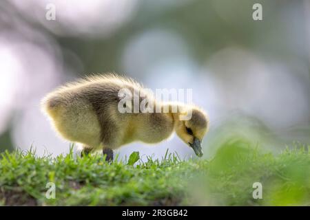 Ottawa, Canada. 23 May 2023. Canada Goose goslings by the Rideau River. Copyright 2023 Sean Burges / Mundo Sport Images Stock Photo