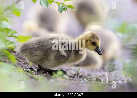 Ottawa, Canada. 23 May 2023. Canada Goose goslings by the Rideau River. Copyright 2023 Sean Burges / Mundo Sport Images Stock Photo