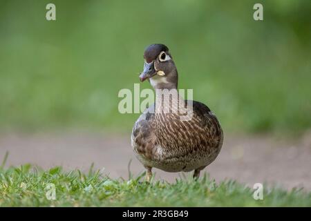 Ottawa, Canada. 23 May 2023. Immature wood duck by the Rideau River. Copyright 2023 Sean Burges / Mundo Sport Images Stock Photo
