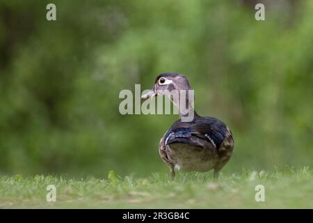 Ottawa, Canada. 23 May 2023. Immature wood duck by the Rideau River. Copyright 2023 Sean Burges / Mundo Sport Images Stock Photo