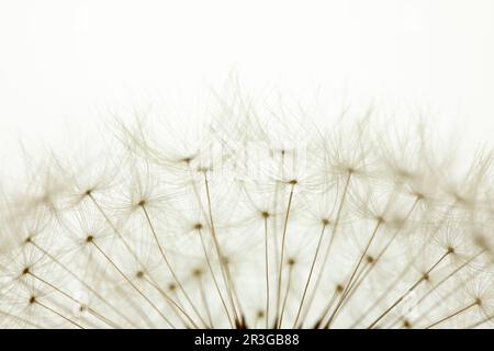 Delicate dandelion seeds, macro shot Stock Photo