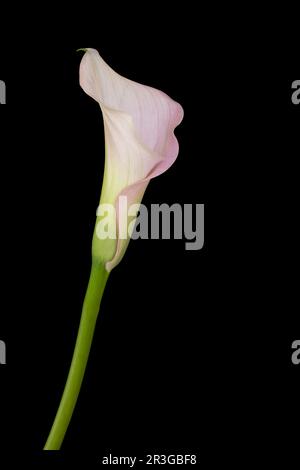 Single Calla flower on black background Stock Photo