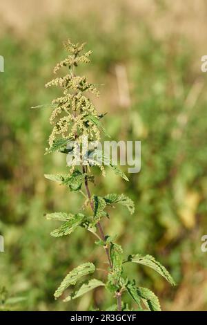 Close up of stinging nettle on a meadow in summer Stock Photo