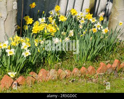 Blossom Common Daffodil Stock Photo