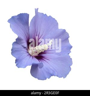 Single Hibiscus flower isolated on white background Stock Photo
