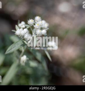 Blooming Anaphalis triplinervis outside Stock Photo