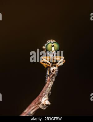 Close up a robber fly on branch and dark background, Nature background, Big eye insect, Thailand. Stock Photo