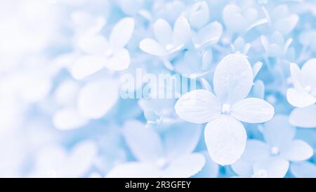 Background of soft white blue petals of Hydrangea or Hydrangea Stock Photo