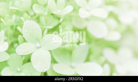 Background of soft white petals of Hydrangea Limelight or Hydrangea Stock Photo