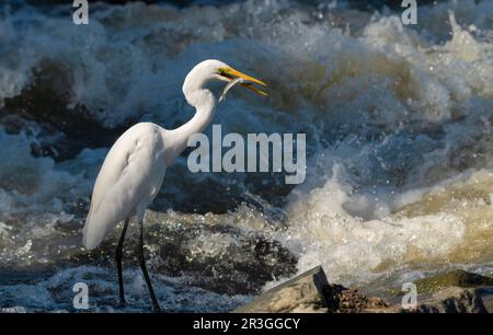 The eastern great egret (Ardea alba modesta) has a wide distribution throughout Asia and Oceania, with breeding populations in Australia, Stock Photo