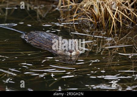 A wild muskrat  (Ondatra zibethicus); swimming in his pond habitat Stock Photo