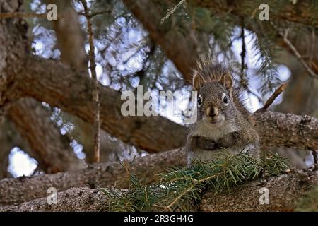 A wild red squirrel sitting watching from a branch in his home tree Stock Photo