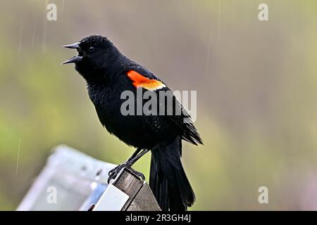 Male red-winged blackbird (Agelaius phoeniceus) singing in the rain Stock Photo