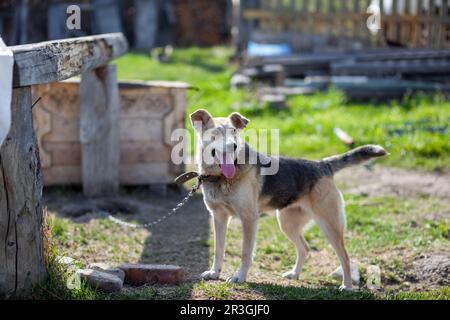 A cheerful big dog with a chain tongue sticking out. dog on a chain that guards the house. A happy pet with its mouth open. Simple dog house in the ba Stock Photo