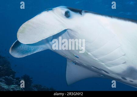 Giant ray manta ray (Manta birostris) hovers at cleaning station in over coral reef opens gills for cleaner wrasse cleaner wrasse cleaner wrasse Stock Photo