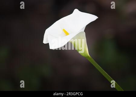Arun Lily (Zantedeschia aethiopica), Kirstenbosch, Cape Town, South Africa Stock Photo