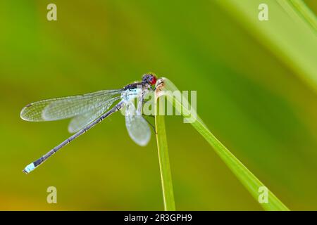 Blue red-eyed dragonfly (Erythromma najas) with prey sitting on a green ...