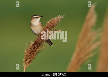 Common Reed Warbler, Hortobagy, Hungary, 2 May 2024 Stock Photo - Alamy