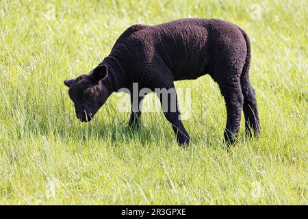 Black domestic sheep (Ovis gmelini aries) lamb in a meadow, Tierkind, Schleswig-Holstein, Germany Stock Photo