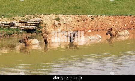 Dogwood Canyon, Lampe, MO Stock Photo