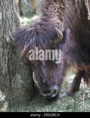 Dogwood Canyon, Lampe, MO Stock Photo