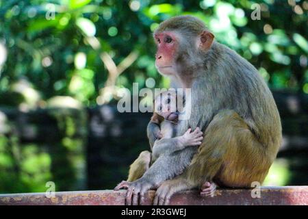 Hainan Monkey Island Stock Photo