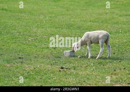 A single young lamb in a meadow licks at a salt lick Stock Photo