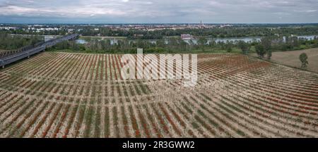 aerial scenic shot of Cremona Lombardy , Italy, the river Po, and the poplar plantation infested with seasonal poppy at sunset Stock Photo