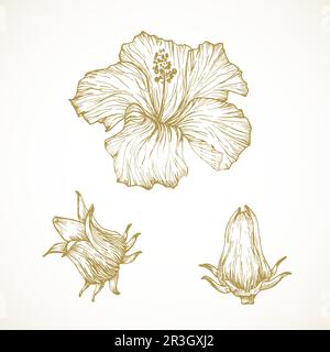 Hand drawn tropical hibiscus flower with leaves. Sketch florals on ...
