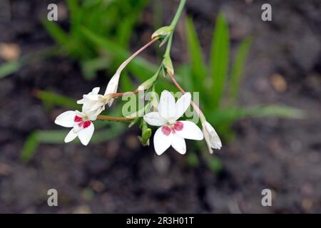 Freesia laxa in bloom, flowering grass. Close up macro image of flowers Stock Photo