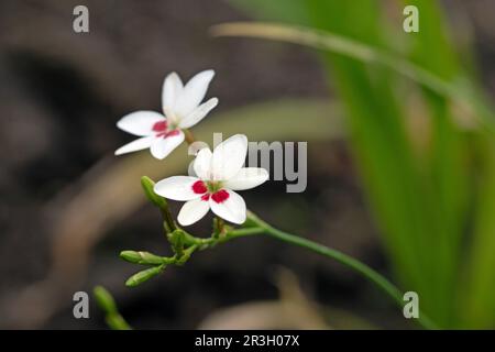 Freesia laxa in bloom, flowering grass. Close up macro image of flowers Stock Photo