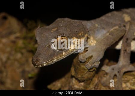 Rare leaf-tailed gecko (Uroplatus finiavana) on branch, male, in the rainforest of the Montagne d'Ambre, northern Madagascar, Madagascar Stock Photo