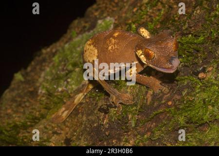 Rare leaf-tailed gecko (Uroplatus finiavana) on branch, licking over eye with tongue, female, in Montagne d'Ambre rainforest, Northern Madagascar Stock Photo