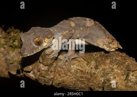 Rare leaf-tailed gecko (Uroplatus finiavana) on branch, male with incipient tail regeneration, in the rainforest of Montagne d'Ambre, Northern Stock Photo