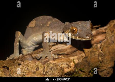 Rare leaf-tailed gecko (Uroplatus finiavana) on branch, male, in the rainforest of the Montagne d'Ambre, northern Madagascar, Madagascar Stock Photo