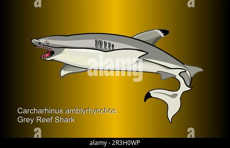 Grey reef shark on abstract Background - Illustration,  Shark on a Gold background Stock Vector