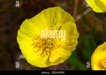 Sulphur buttercup (Ranunculus sulphureus), Wrangel Island, Russian Far East, Unesco World Heritage Site Stock Photo