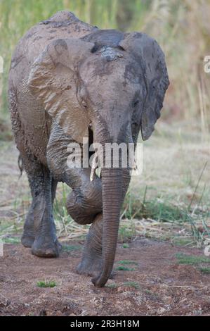 African elephant (Loxodonta africana) Elephant, elephants, mammals, animals Elephant juvenile, having mud bath at waterhole, scratching leg, Kruger Stock Photo