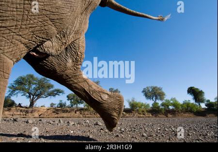 African elephant (Loxodonta africana) elephant, june, game reserve, elephants, mammals, animals Elephant adult, hind legs and tail, crossing dry Stock Photo