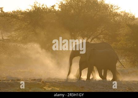 African elephant (Loxodonta africana) elephants, elephants, mammals, animals Elephant two immatures, kicking up dust in dry riverbed, backlit at Stock Photo