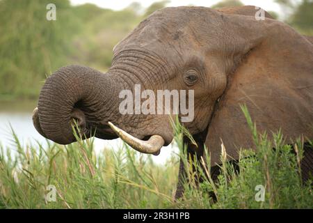 African Elephant (Loxodonta africana) adult, close-up of head, feeding in long grass beside river, Kruger N. P. Transvaal, South Africa Stock Photo